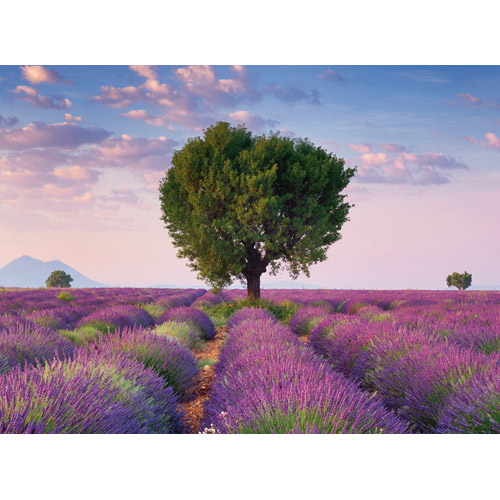 Puzzle Valensole Franta 500 piese RAVENSBURGER Puzzle Adulti